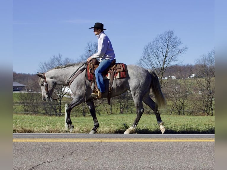caballo de tiro Mestizo Yegua 6 años Tordo in Millersburg, OH