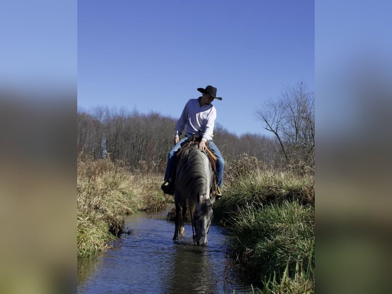 caballo de tiro Mestizo Yegua 6 años Tordo in Millersburg, OH