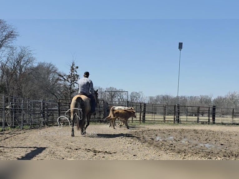 caballo de tiro Yegua 7 años 152 cm Buckskin/Bayo in Charleston, IL