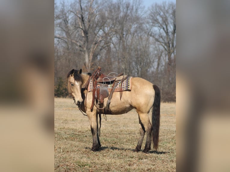 caballo de tiro Yegua 7 años 152 cm Buckskin/Bayo in Charleston, IL