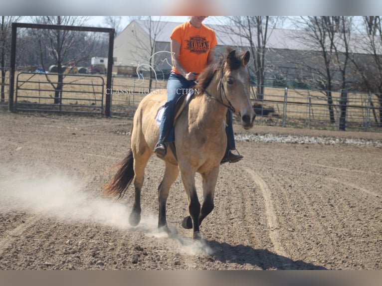 caballo de tiro Yegua 7 años 152 cm Buckskin/Bayo in Charleston, IL