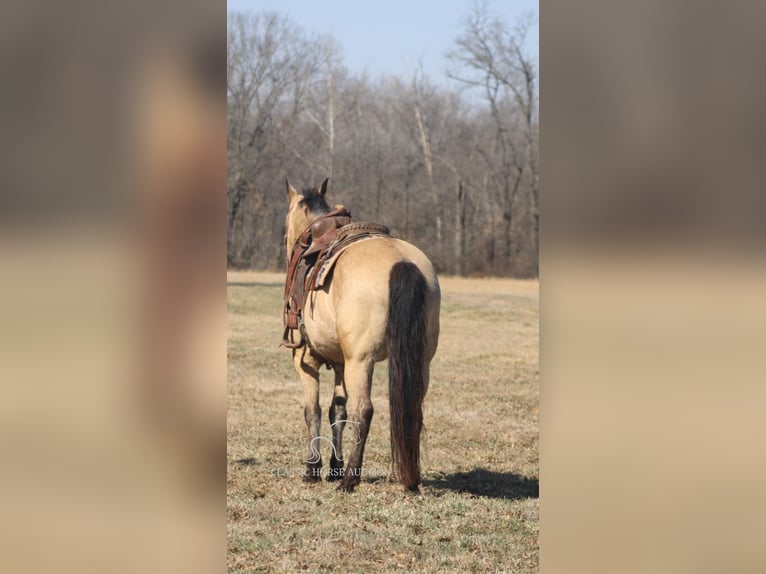 caballo de tiro Yegua 7 años 152 cm Buckskin/Bayo in Charleston, IL