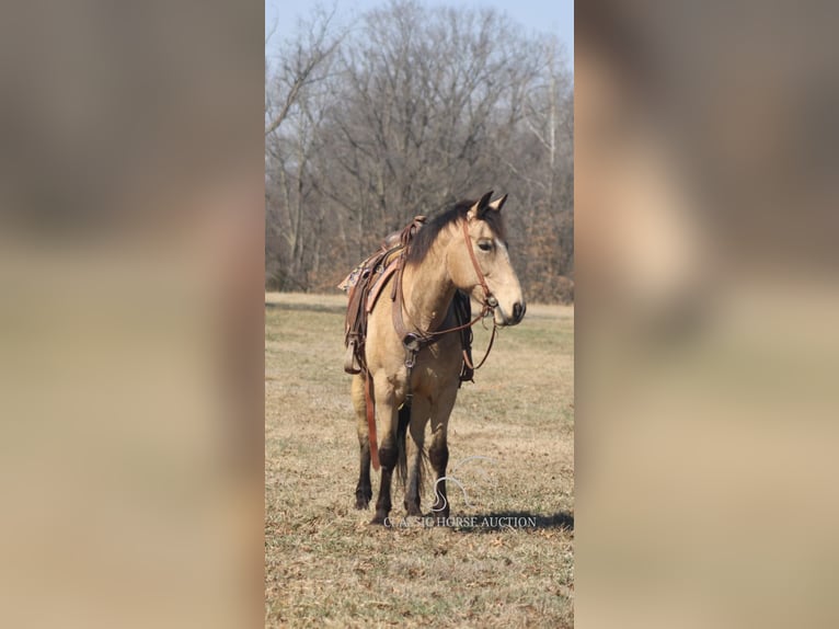 caballo de tiro Yegua 7 años 152 cm Buckskin/Bayo in Charleston, IL