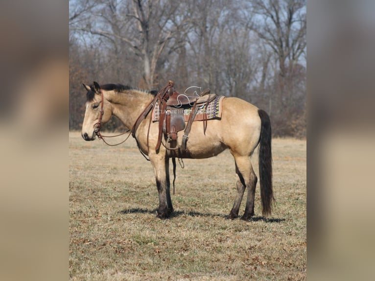 caballo de tiro Yegua 7 años 152 cm Buckskin/Bayo in Charleston, IL