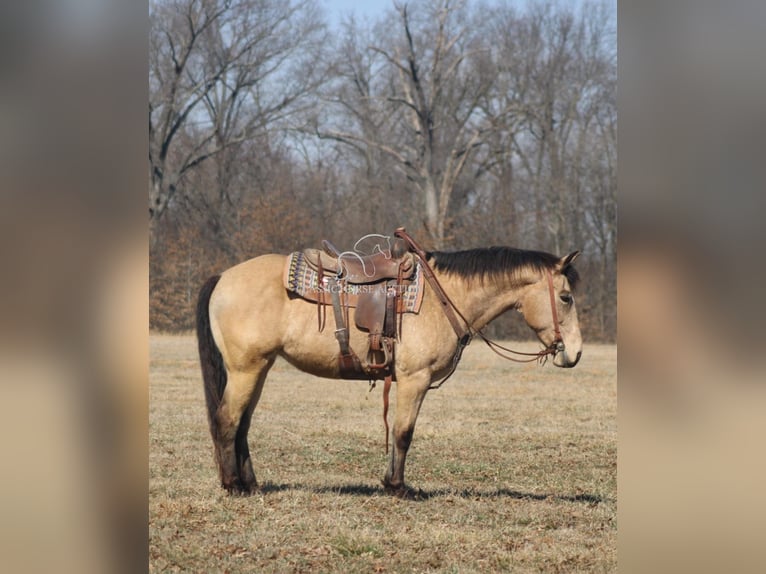 caballo de tiro Yegua 7 años 152 cm Buckskin/Bayo in Charleston, IL