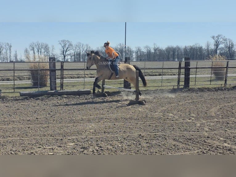 caballo de tiro Yegua 7 años 152 cm Buckskin/Bayo in Charleston, IL