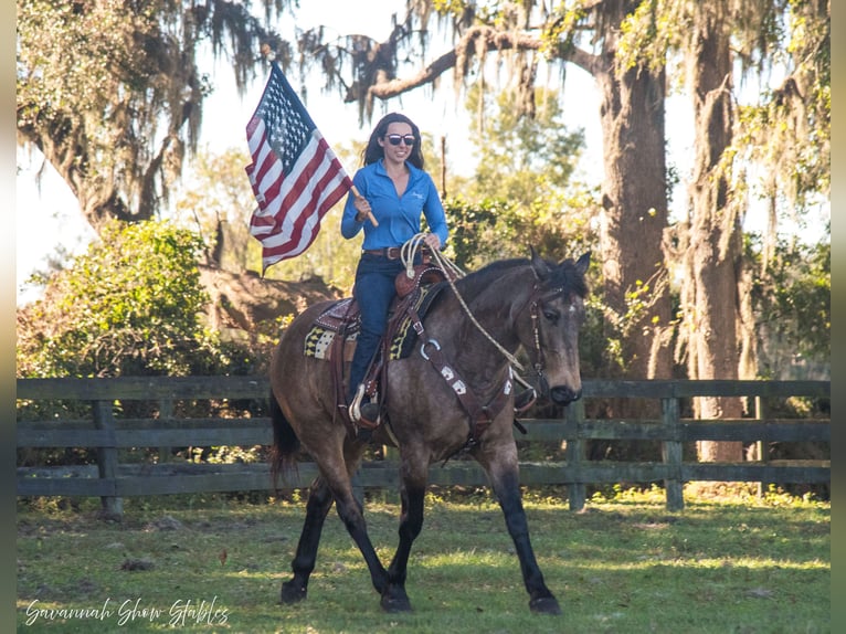 caballo de tiro Mestizo Yegua 7 años 160 cm Buckskin/Bayo in Morriston, FL