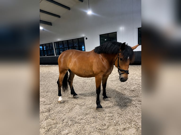 caballo de tiro Yegua 7 años 165 cm Castaño in Almelo