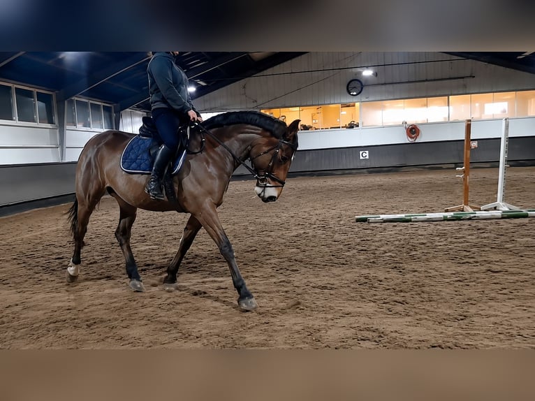 caballo de tiro Yegua 7 años 165 cm Castaño in Almelo