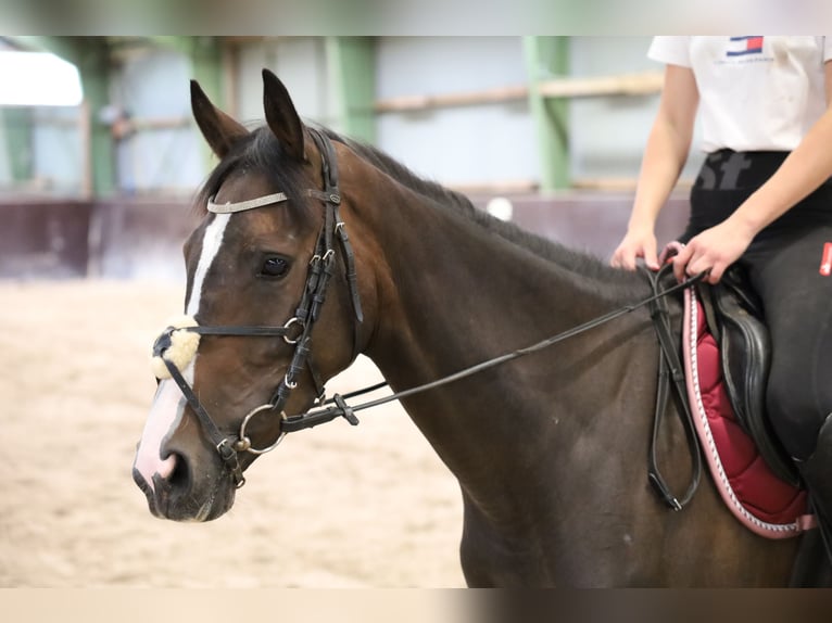 caballo de tiro Mestizo Yegua 7 años in Jever