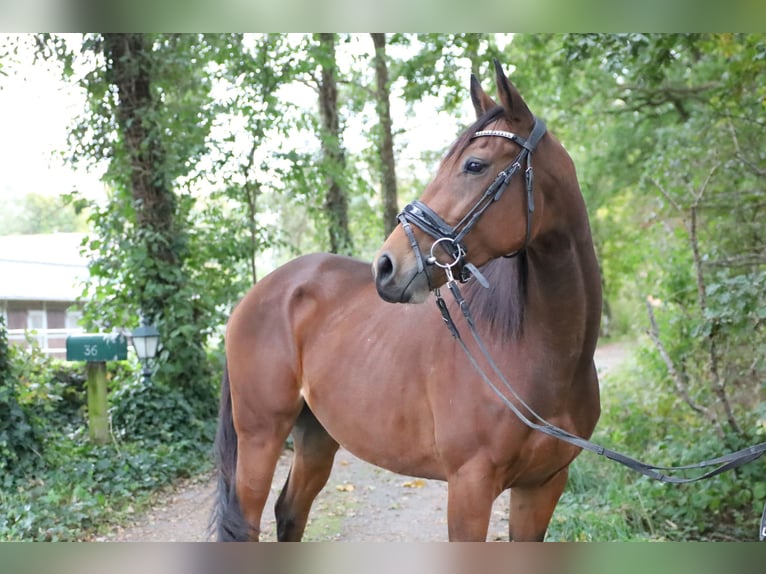 caballo de tiro Mestizo Yegua 7 años in Jever