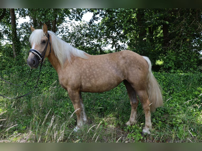 caballo de tiro Mestizo Yegua 7 años in Jever