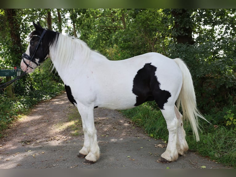 caballo de tiro Mestizo Yegua 7 años in Jever