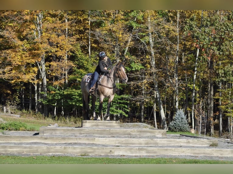 caballo de tiro Yegua 7 años Castaño-ruano in Everett PA