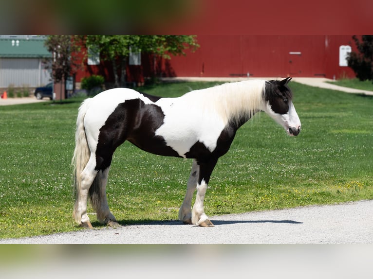 caballo de tiro Mestizo Yegua 7 años Pío in Fredericksburg