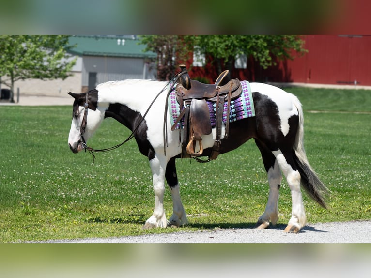 caballo de tiro Mestizo Yegua 7 años Pío in Fredericksburg