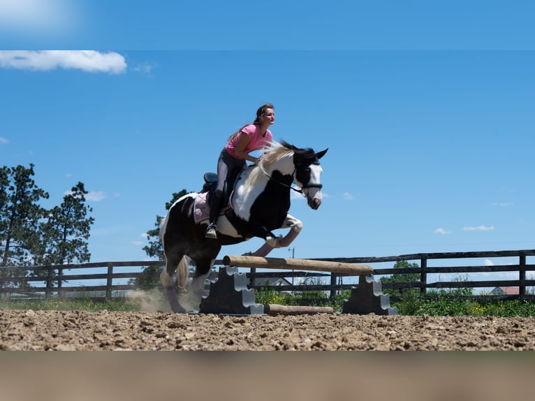 caballo de tiro Mestizo Yegua 7 años Pío in Fredericksburg