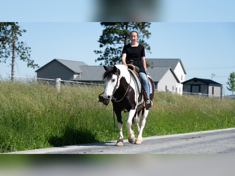 caballo de tiro Mestizo Yegua 7 años Pío in Fredericksburg