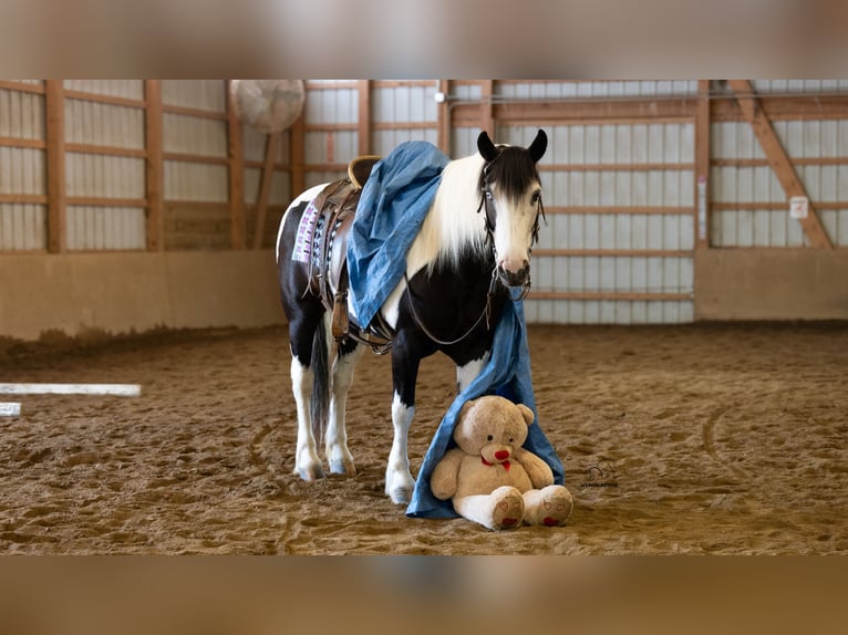 caballo de tiro Mestizo Yegua 7 años Pío in Fredericksburg