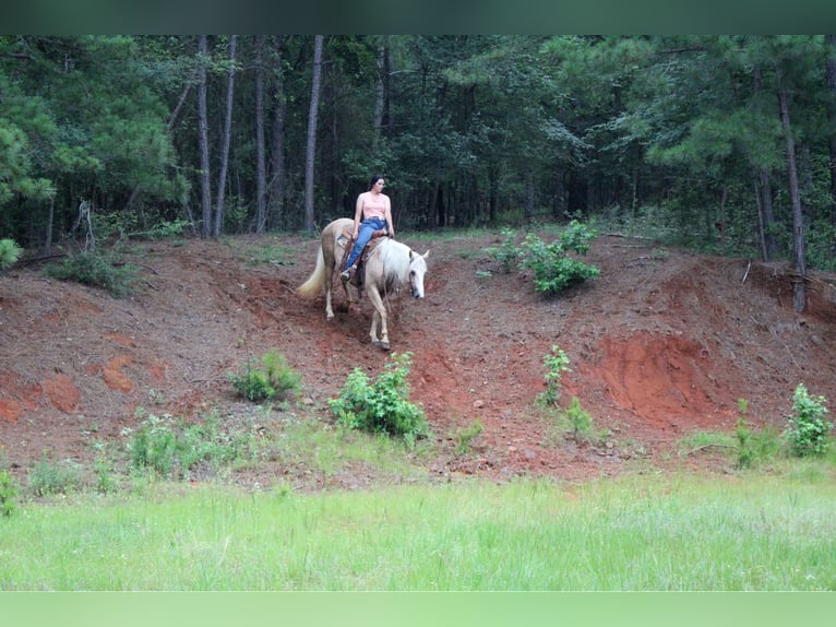 caballo de tiro Yegua 8 años 155 cm Palomino in Rusk TX