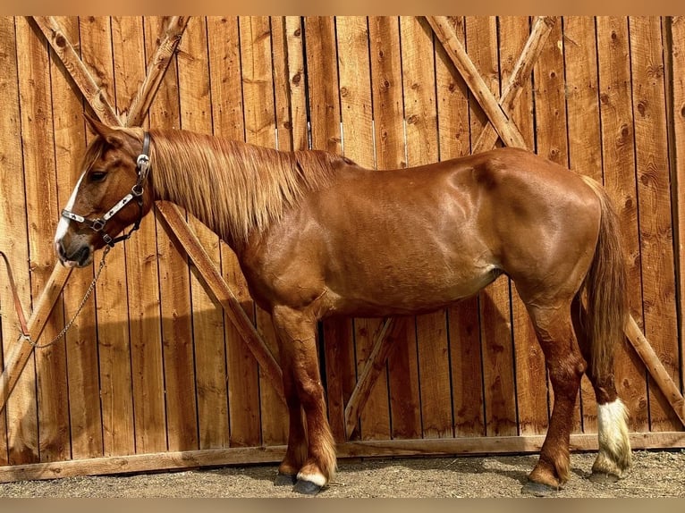 caballo de tiro Mestizo Yegua 8 años 157 cm Alazán rojizo in Fort Collins