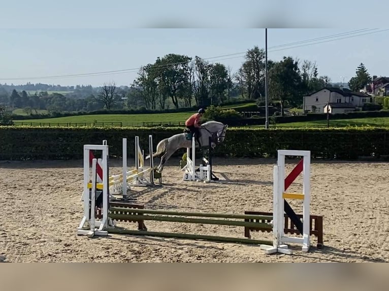 caballo de tiro Yegua 8 años 166 cm White/Blanco in Sligo