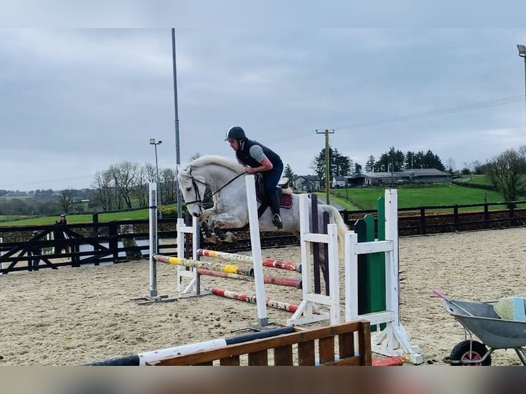 caballo de tiro Yegua 8 años 166 cm White/Blanco in Sligo