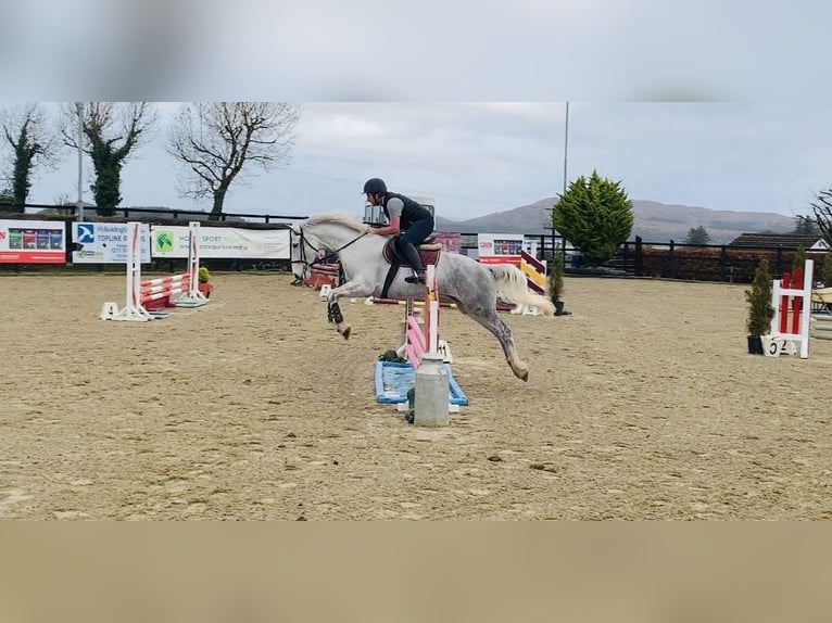 caballo de tiro Yegua 8 años 166 cm White/Blanco in Sligo