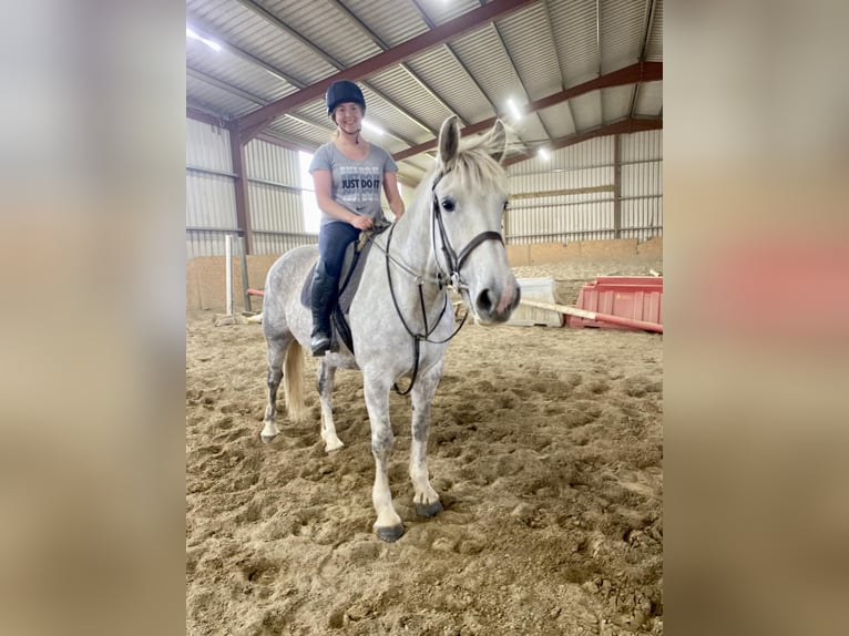 caballo de tiro Yegua 8 años 166 cm White/Blanco in Sligo