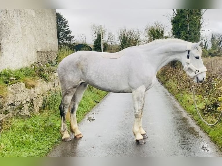 caballo de tiro Yegua 8 años 166 cm White/Blanco in Sligo