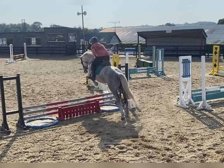 caballo de tiro Yegua 8 años 166 cm White/Blanco in Sligo