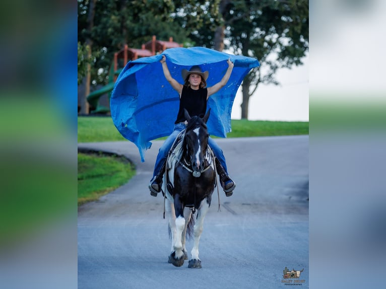caballo de tiro Mestizo Yegua 8 años Pío in Elkton
