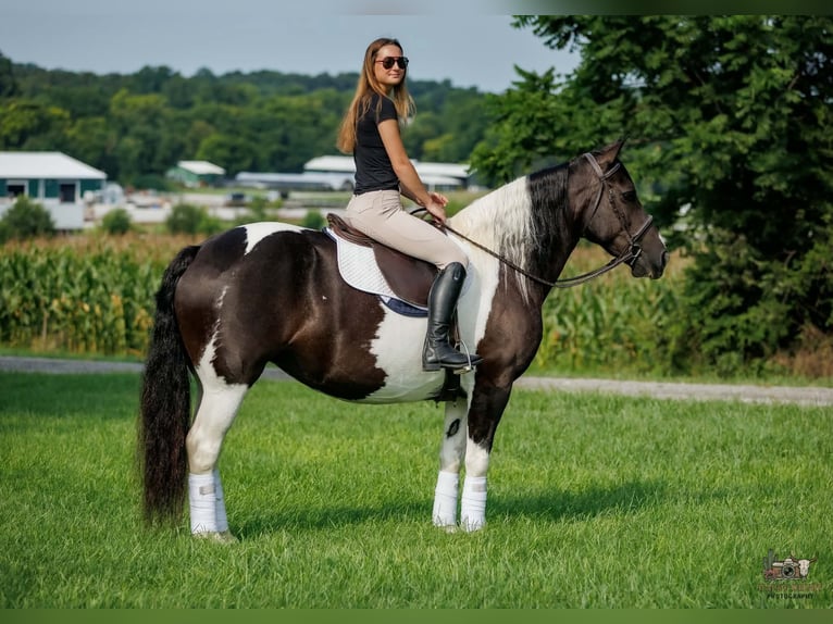 caballo de tiro Mestizo Yegua 8 años Pío in Elkton