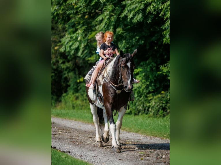 caballo de tiro Mestizo Yegua 8 años Pío in Elkton