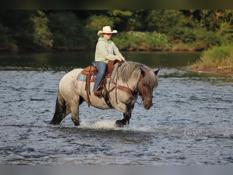 caballo de tiro Mestizo Yegua 9 años 152 cm Ruano azulado in Clarion