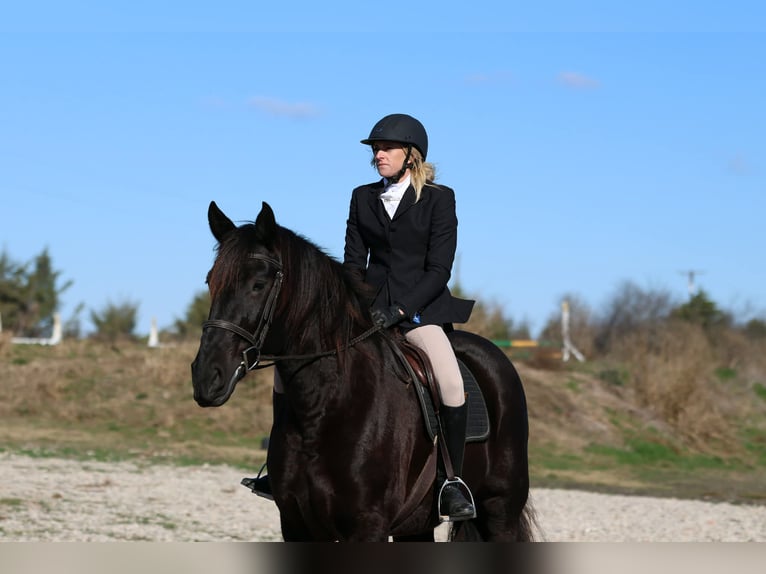 caballo de tiro Yegua 9 años 163 cm Negro in Weatherford TX