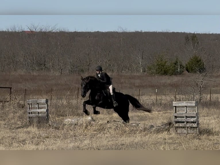 caballo de tiro Yegua 9 años 163 cm Negro in Weatherford TX