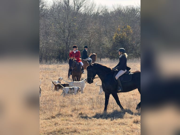 caballo de tiro Yegua 9 años 163 cm Negro in Weatherford TX