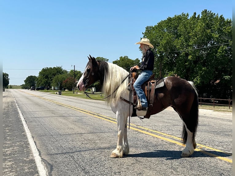 caballo de tiro Yegua 9 años 165 cm Tobiano-todas las-capas in Byers TX