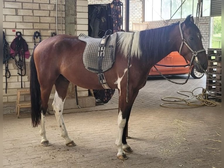 Caballo de velocidad en estantería Caballo castrado 3 años 155 cm Pío in Lahntal