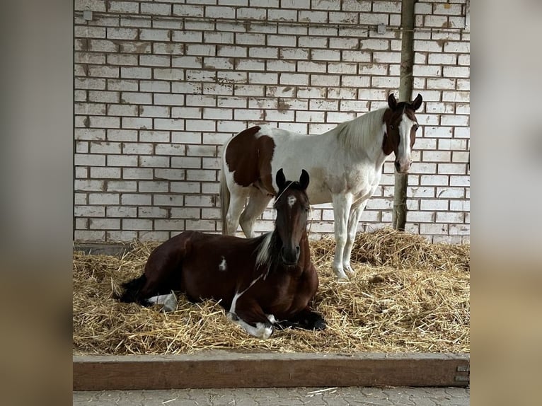 Caballo de velocidad en estantería Caballo castrado 3 años 155 cm Pío in Lahntal