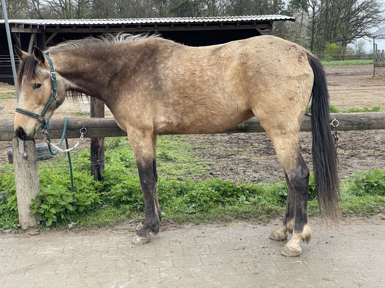 Caballo de velocidad en estantería Caballo castrado 4 años 160 cm Buckskin/Bayo in Obermichelbach