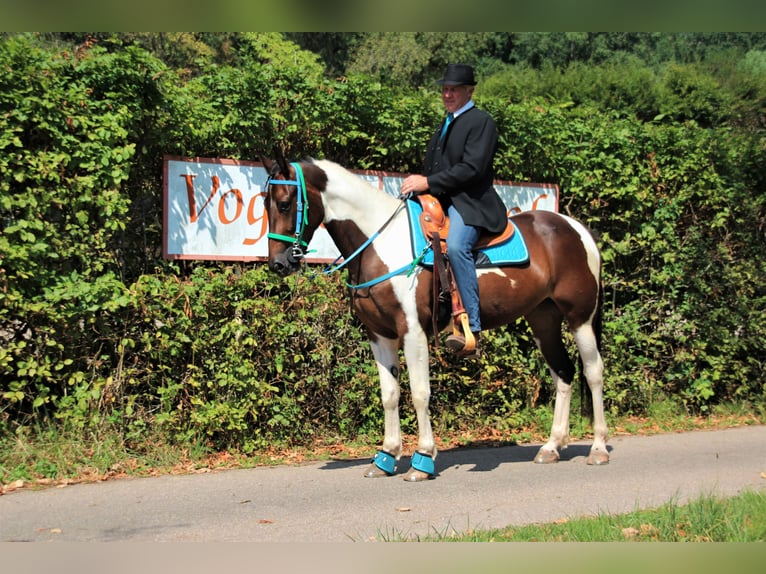 Caballo de velocidad en estantería Yegua 11 años 158 cm Tobiano-todas las-capas in Eußerthal