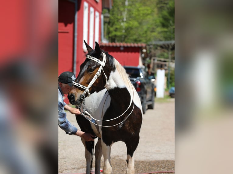 Caballo de velocidad en estantería Yegua 11 años 158 cm Tobiano-todas las-capas in Eußerthal