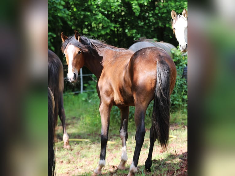 Caballo de velocidad en estantería Yegua 1 año 154 cm Castaño in Eußerthal