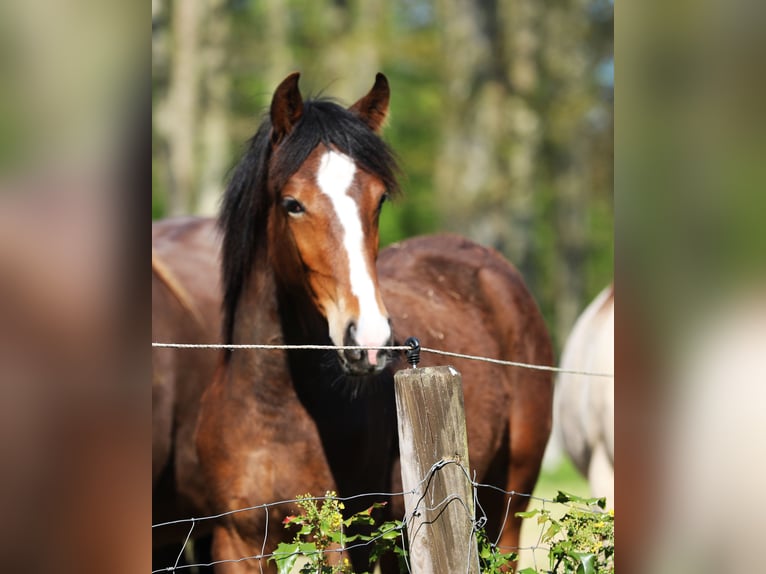 Caballo de velocidad en estantería Yegua 1 año 154 cm Castaño in Eußerthal