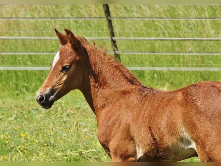 Caballo de velocidad en estantería Yegua 2 años 158 cm Ruano alazán in Saarland