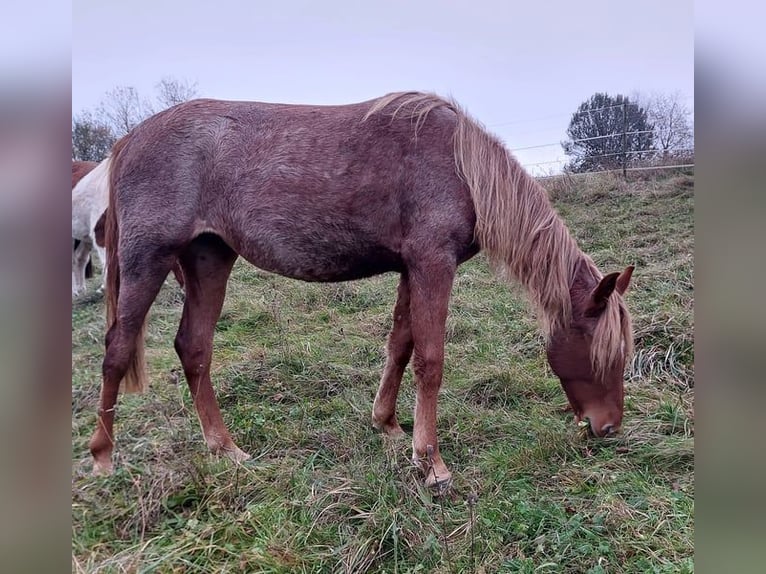 Caballo de velocidad en estantería Yegua 2 años 158 cm Ruano alazán in Saarland