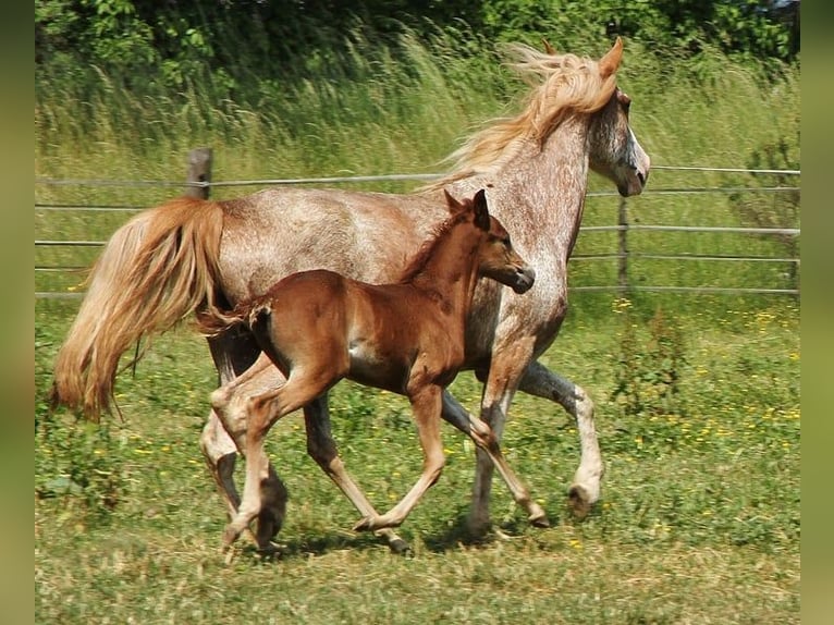Caballo de velocidad en estantería Yegua 2 años 158 cm Ruano alazán in Saarland