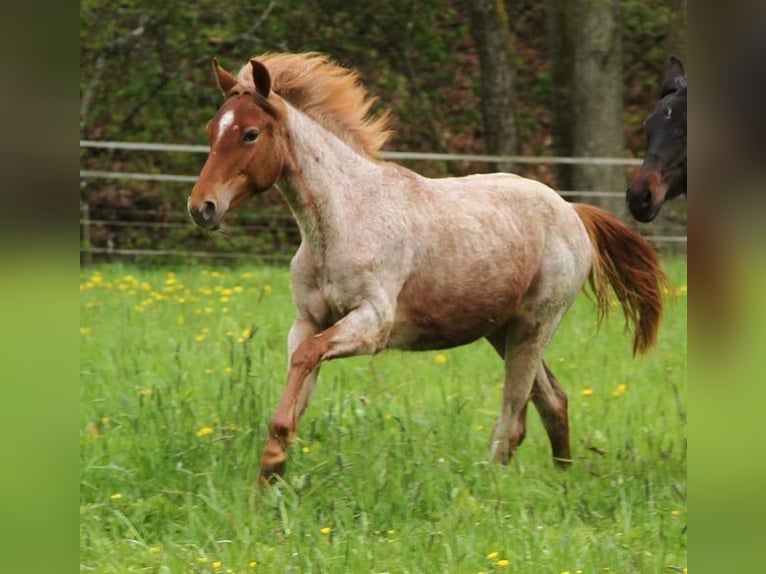 Caballo de velocidad en estantería Yegua 2 años 158 cm Ruano alazán in Saarland